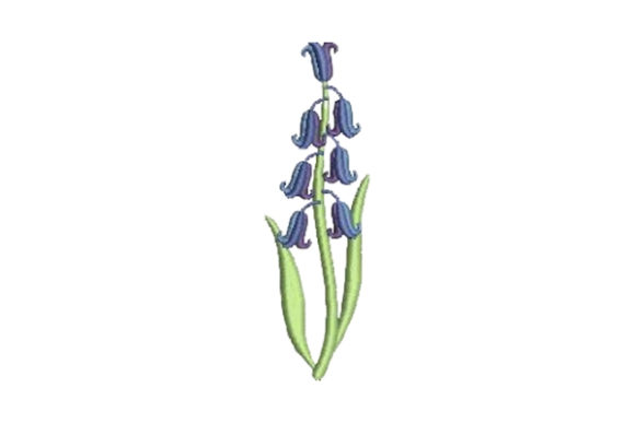 Bluebell
